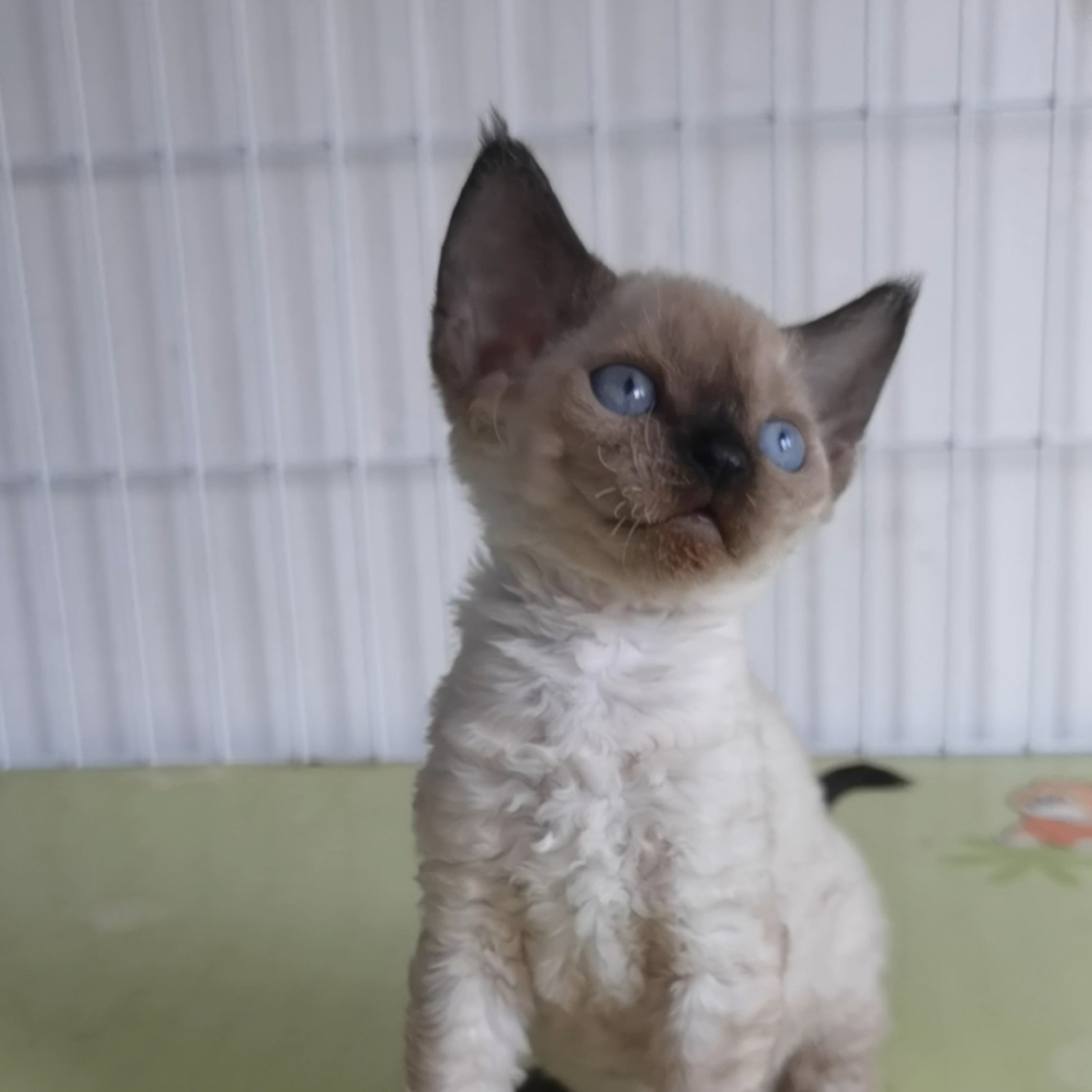 重点色德文妹妹德文卷毛猫活体猫幼崽