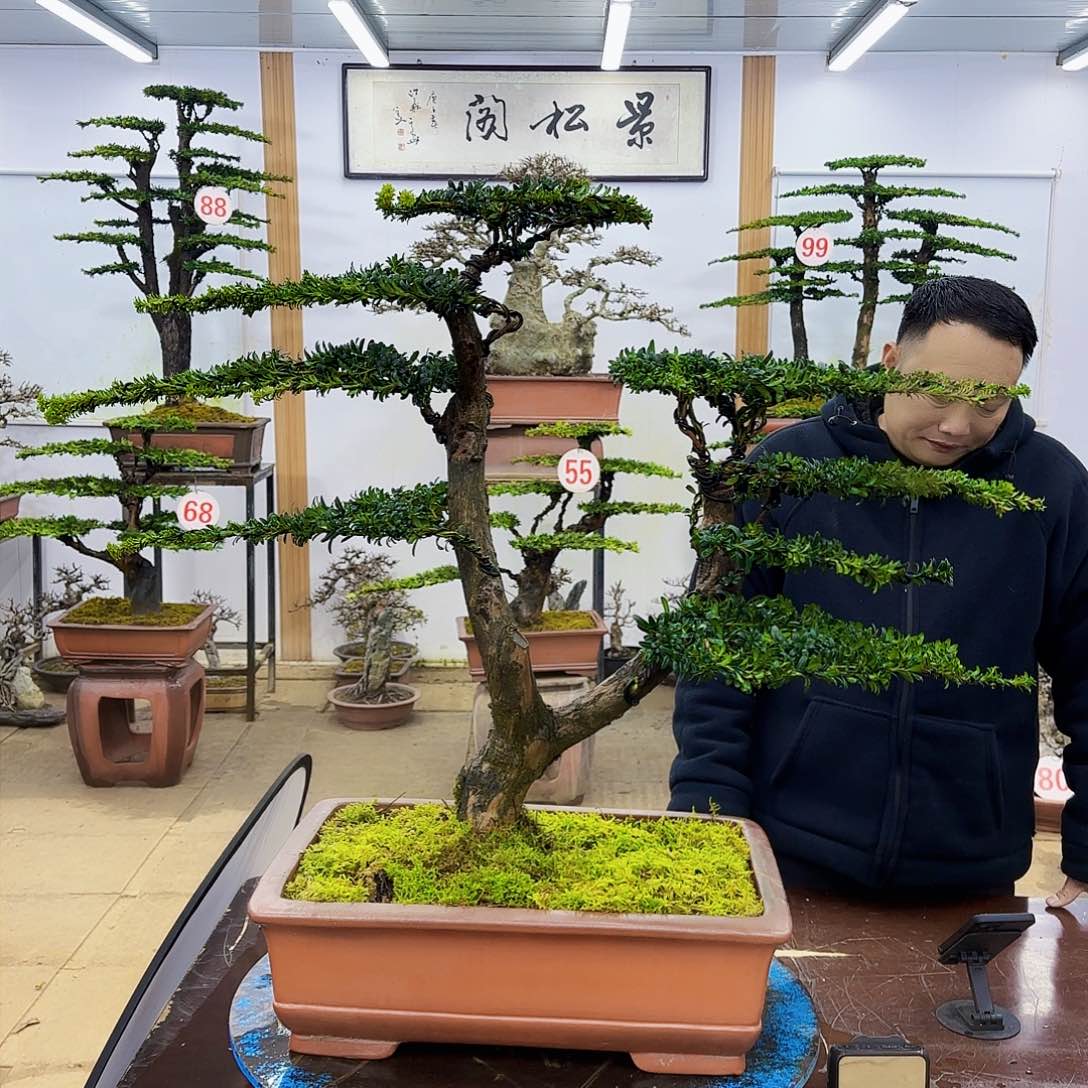 盆景欢迎大家一起来捡漏