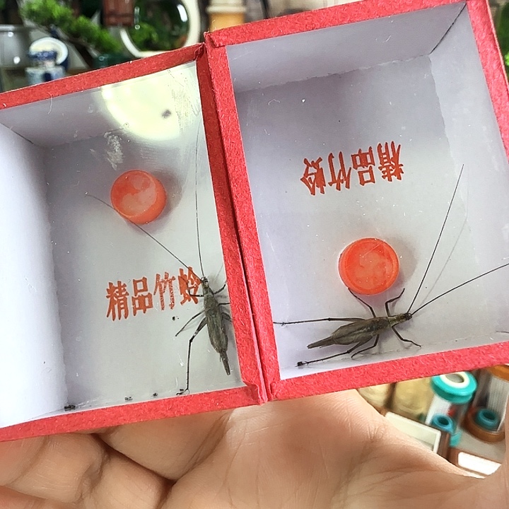 紫竹2只啊啊啊啊啊