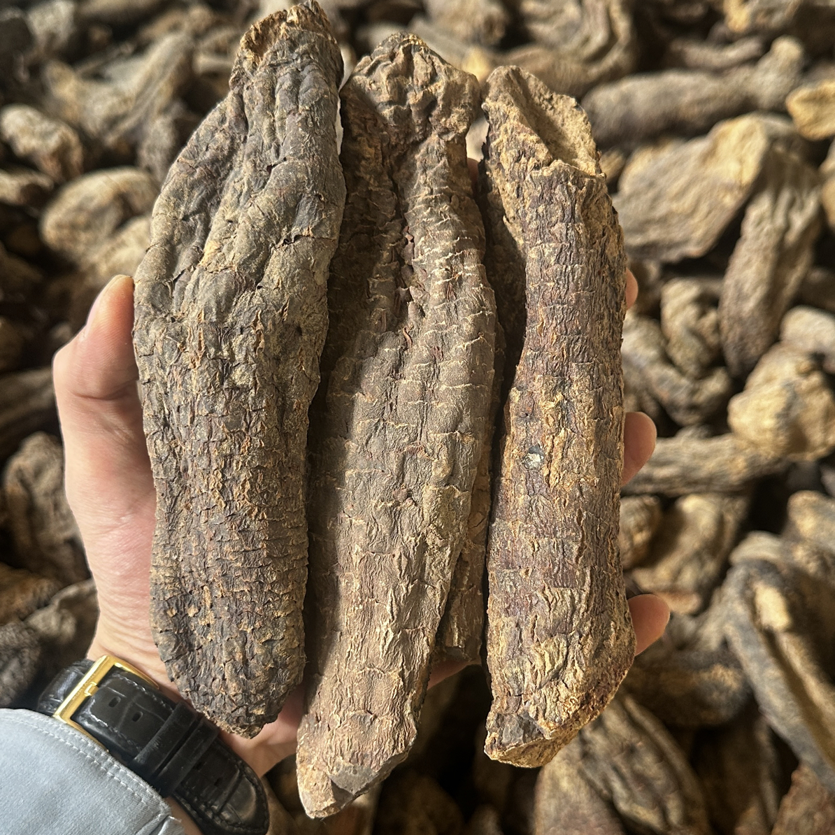 管花肉苁蓉-泡酒专用新疆和田原产地直发3-5年沙漠人参泡酒泡茶