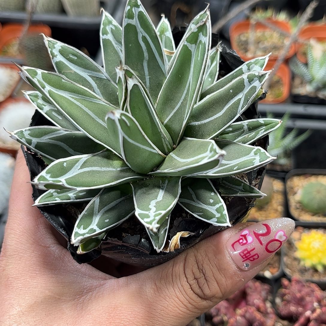 笹之雪单头发货有根发货