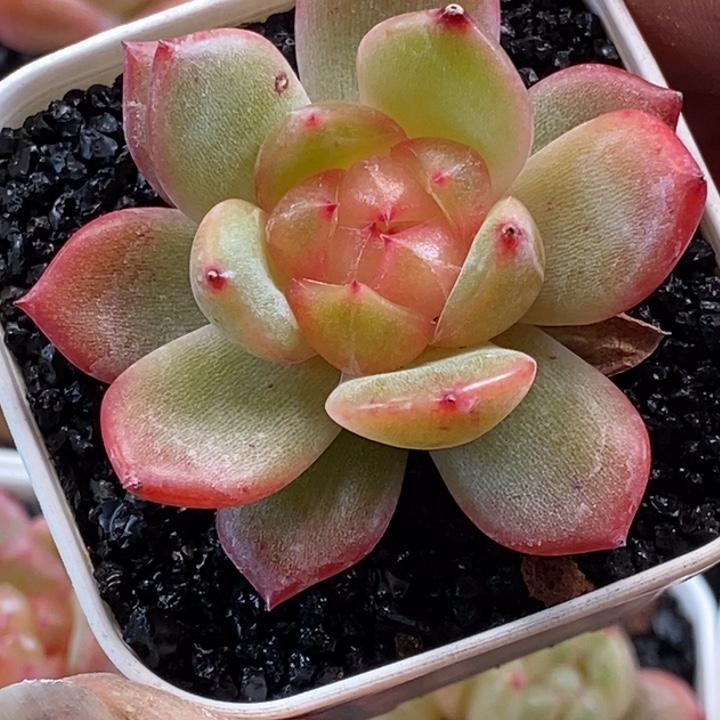 天官赐福百无禁忌