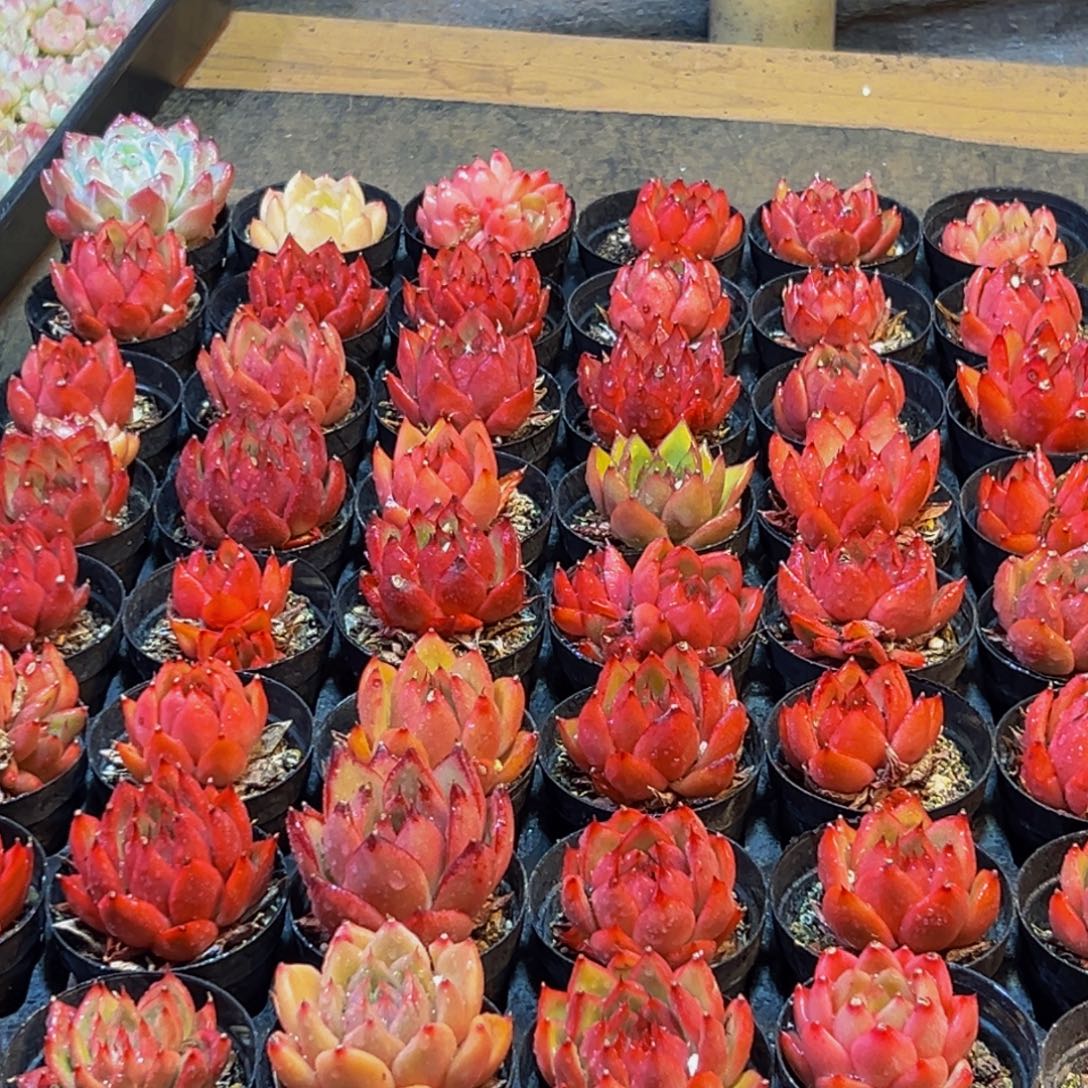 811多肉葡萄领导人物