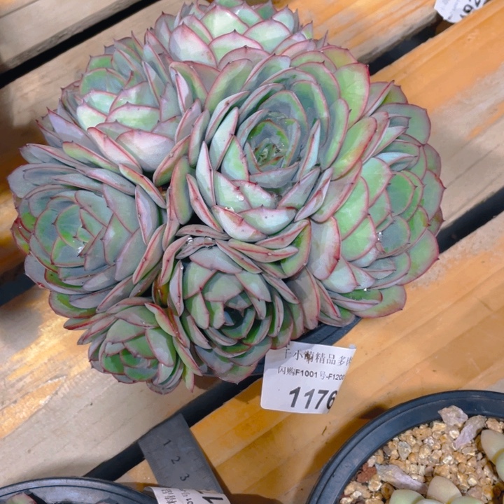 小**?谢谢你的支持000000001176