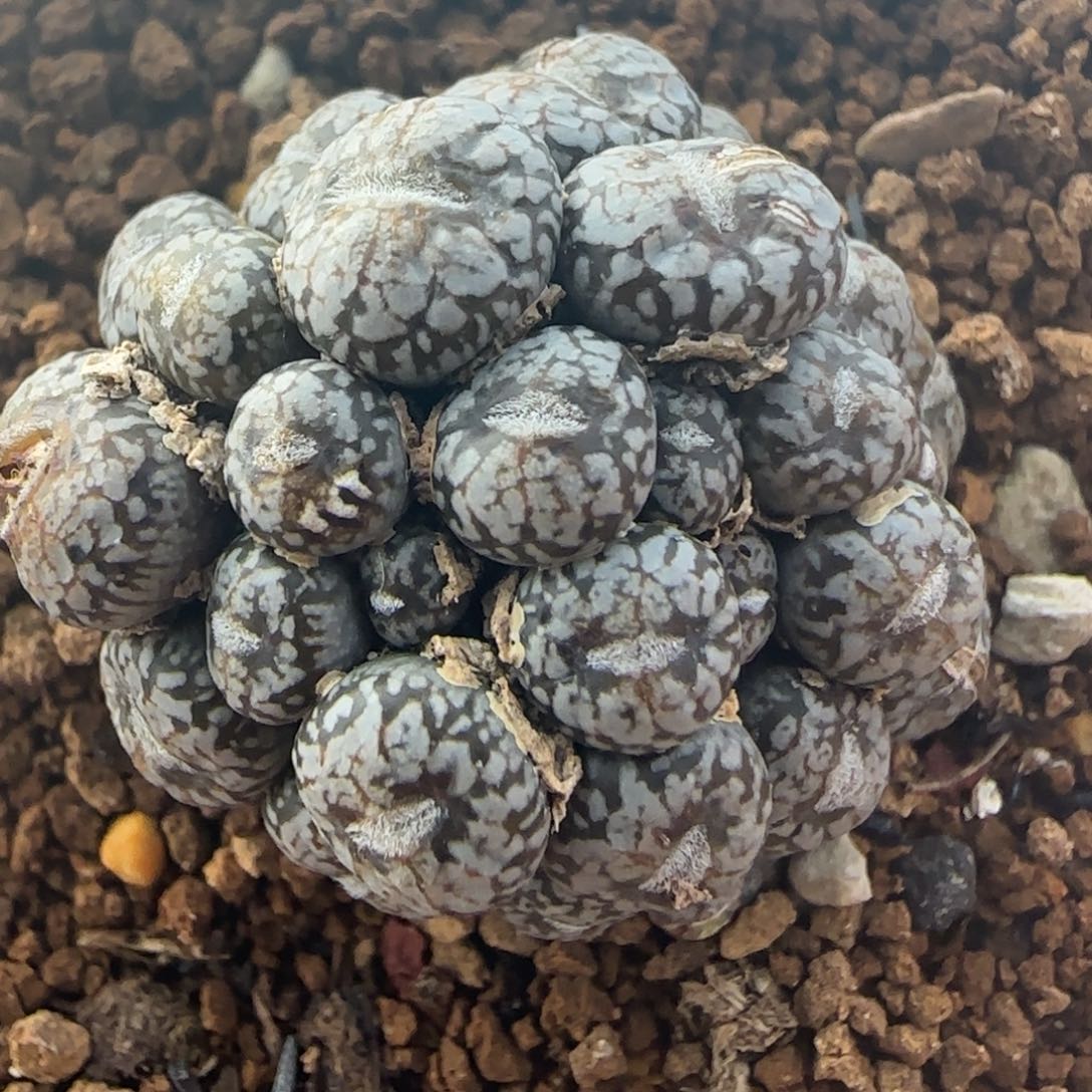 1.27多肉康菩提一群50号