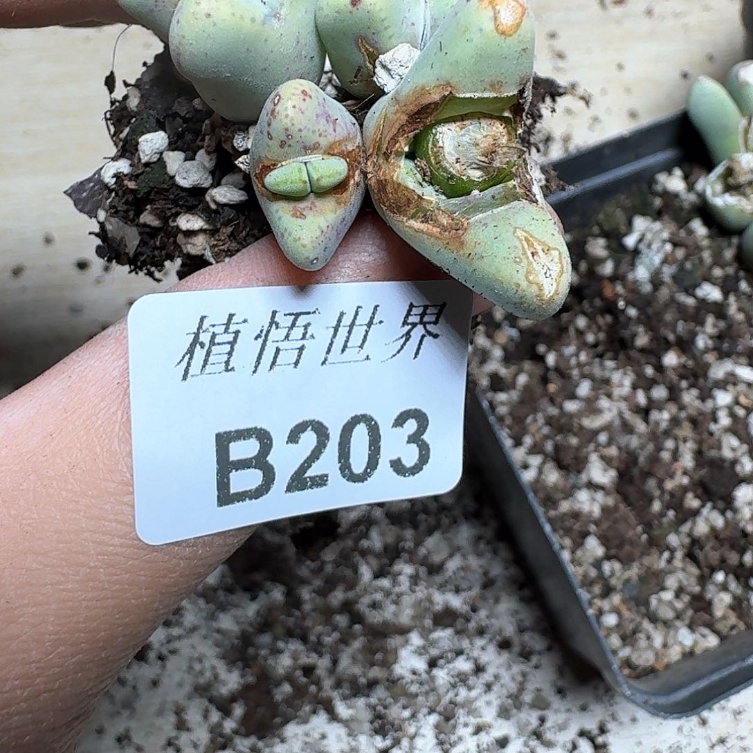 203盒多肉植物为序