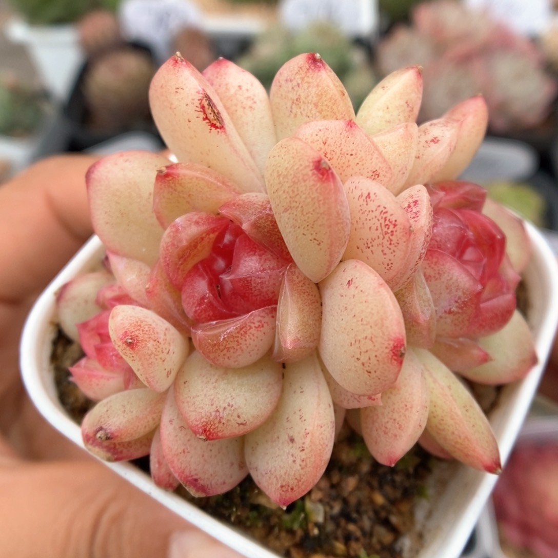 琴心群生可拍503号。