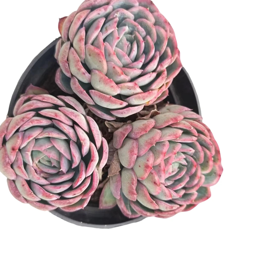 草莓冰多肉植物  满15包邮 好养易活适合办公室阳台美观净化空气