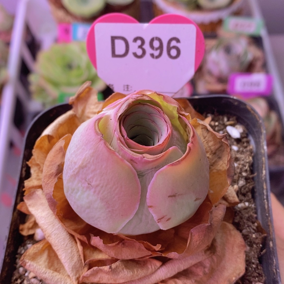 帕美玫瑰一物一拍D396 裸根发