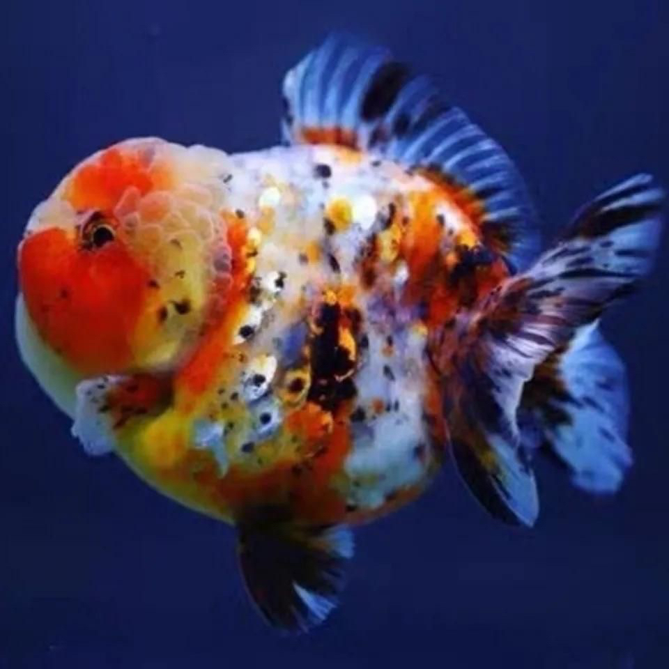 泰狮元宝百褶玛丽金鱼易养包邮