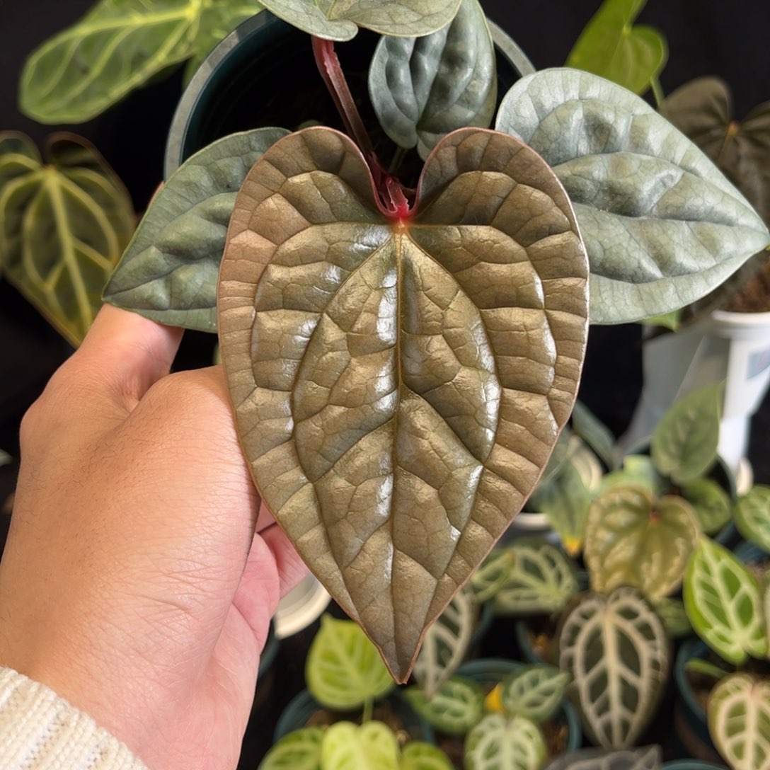 不开花植物老版本黑奢华