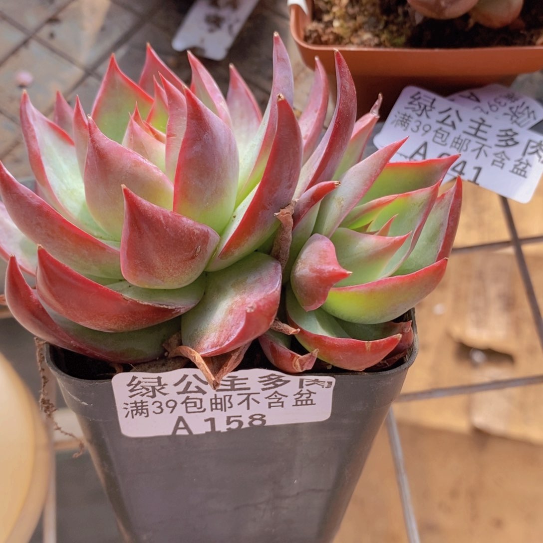 惊鸿仙子7cm158多肉