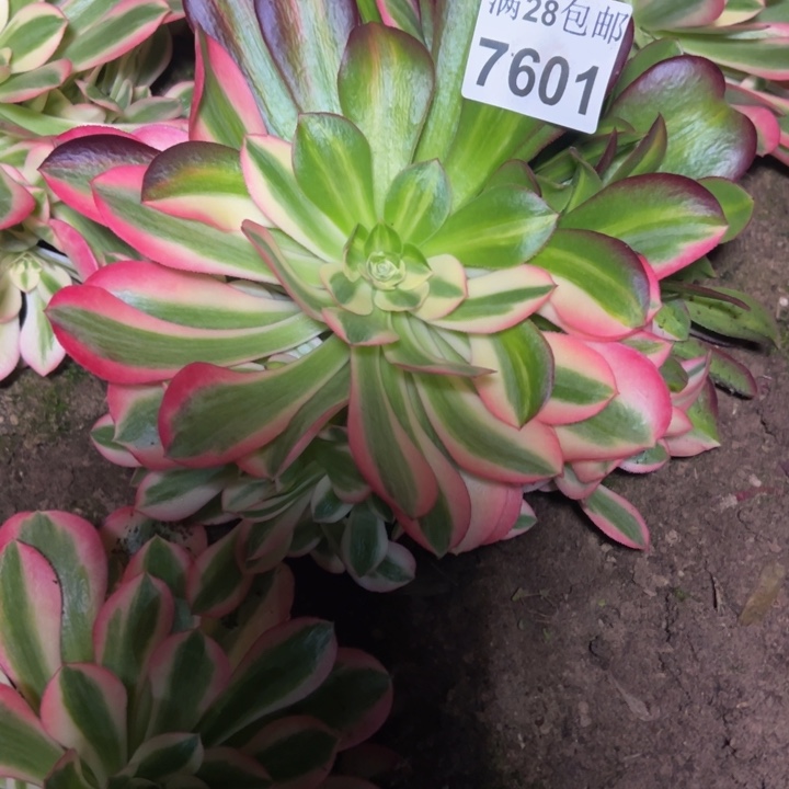7601女巫多肉植物
