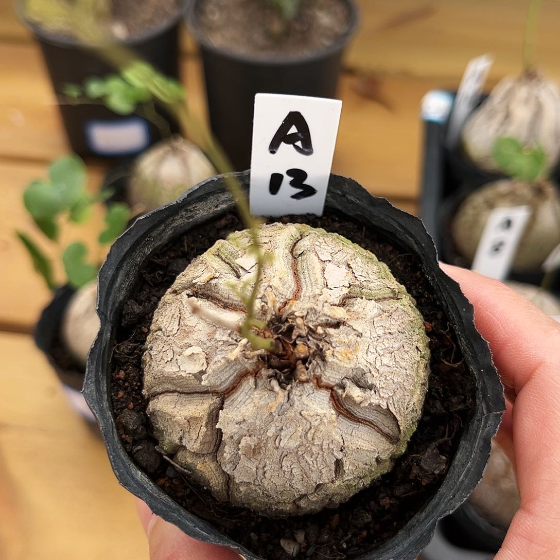 潮流植物优选南非龟A13