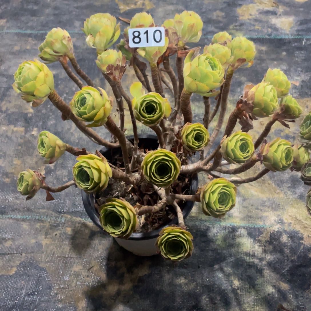 常*810万圣节11111多肉