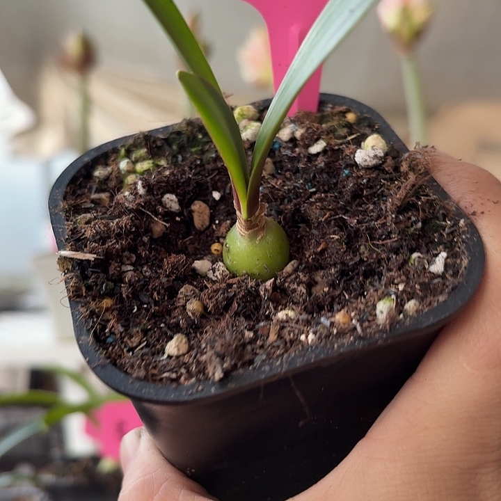 无花朵大鹅朱顶红直径1.5