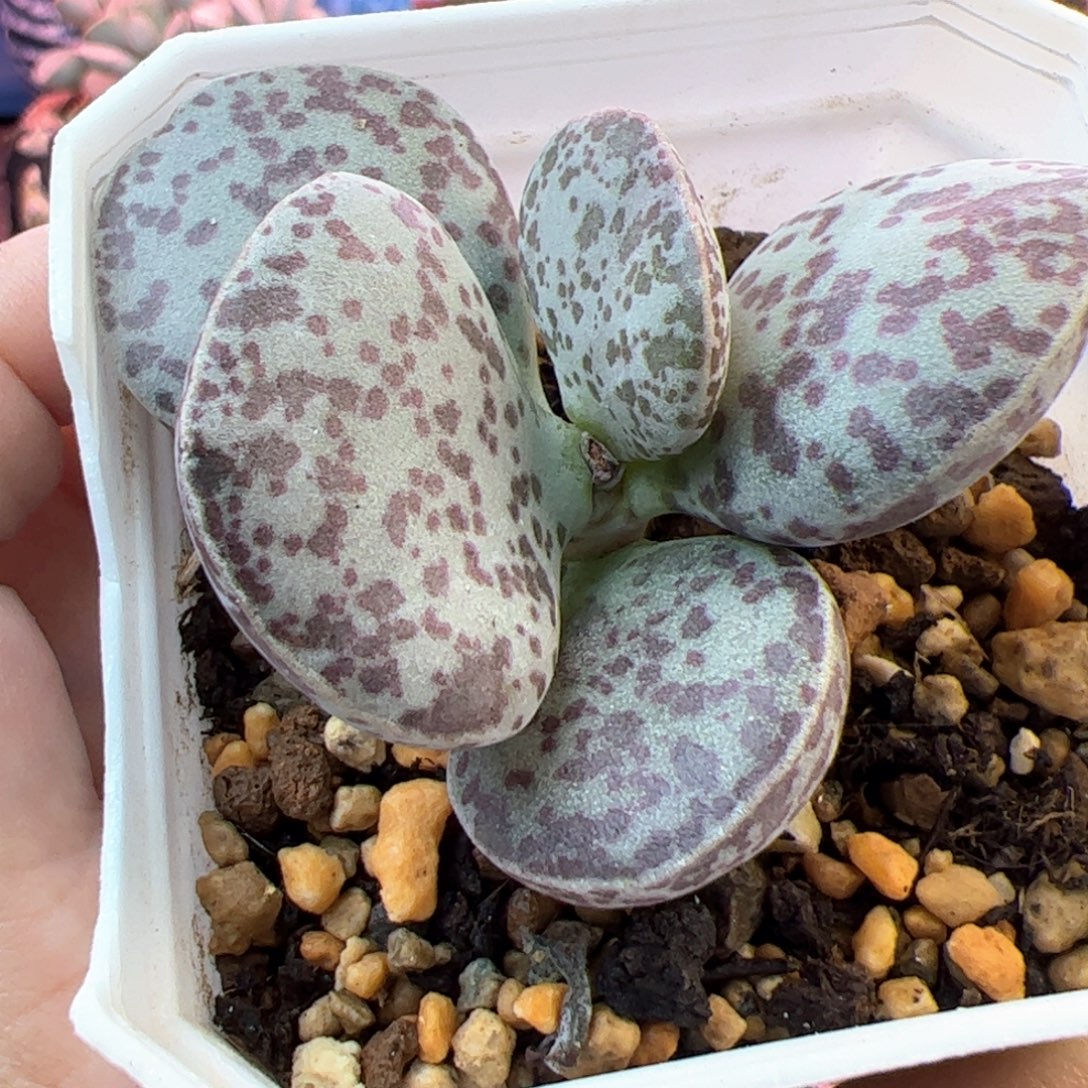 花蛋。                        
