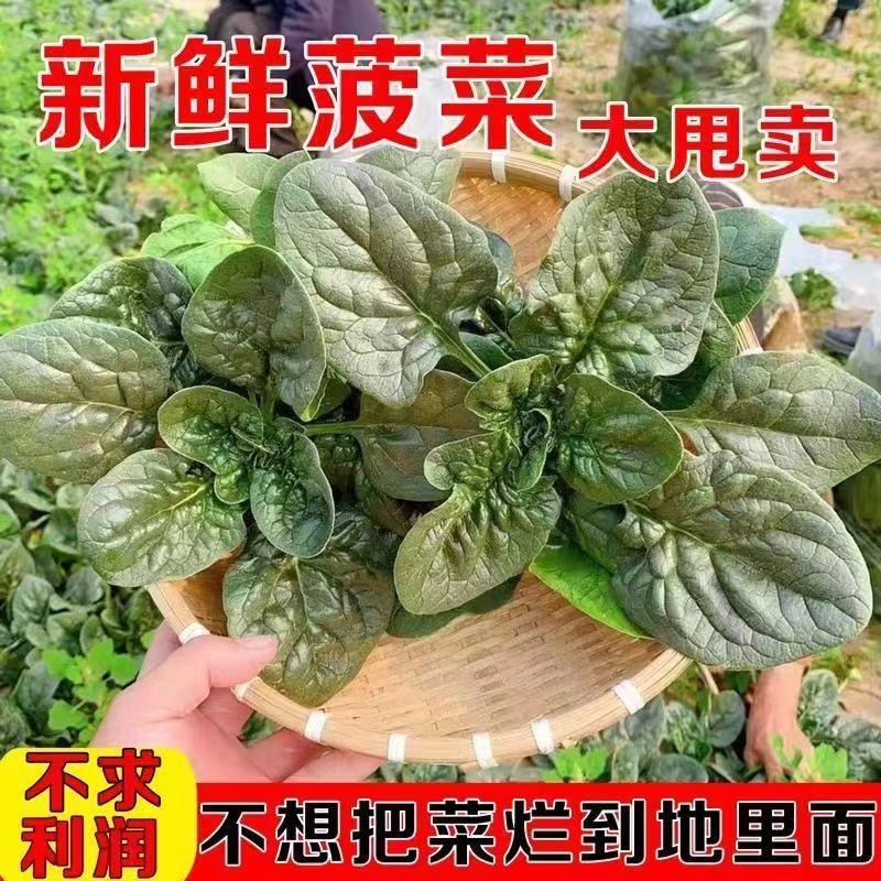 【年货节】混搭河南露天新鲜现挖现发趴地菠菜地头直发