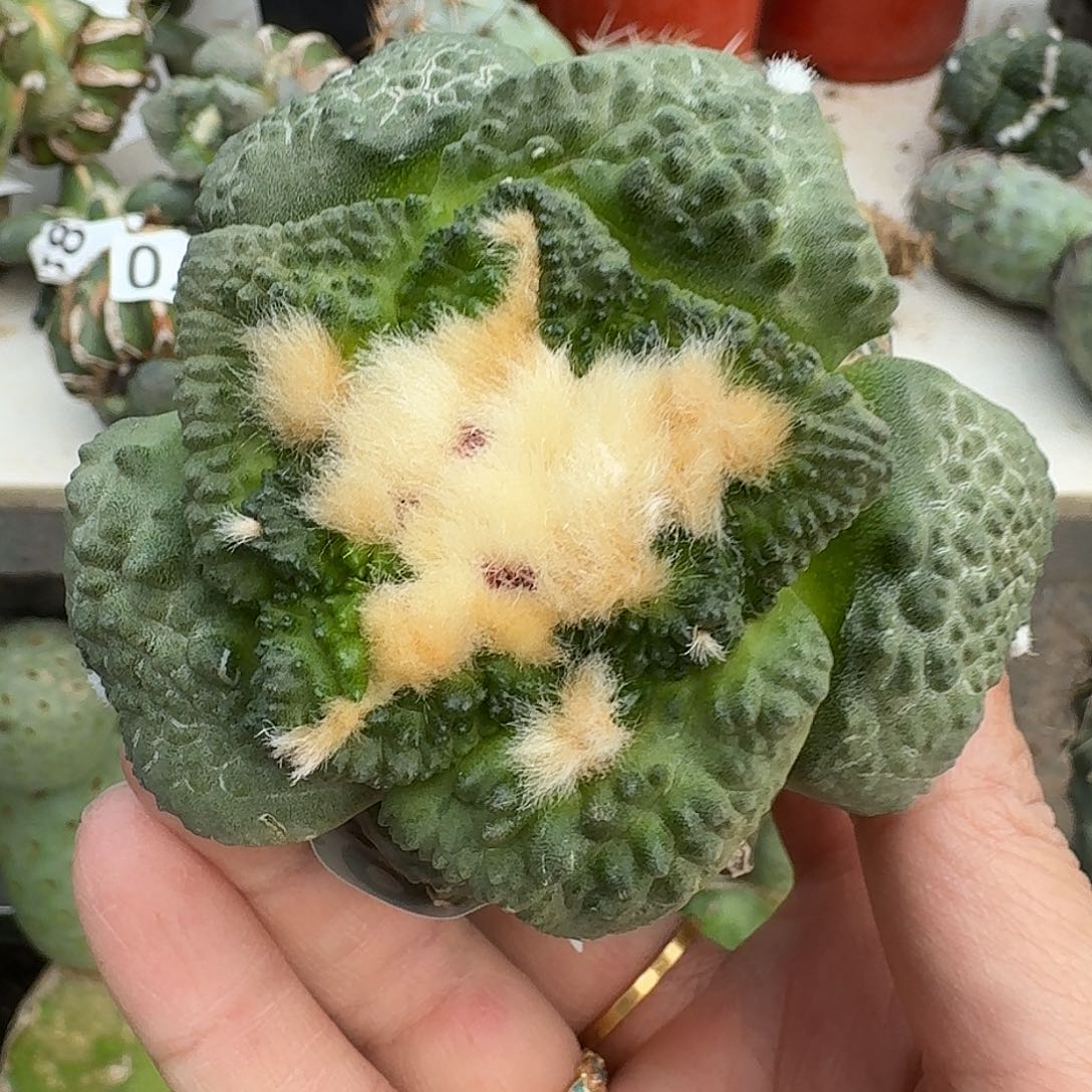 无花朵龟甲怒涛牡丹691