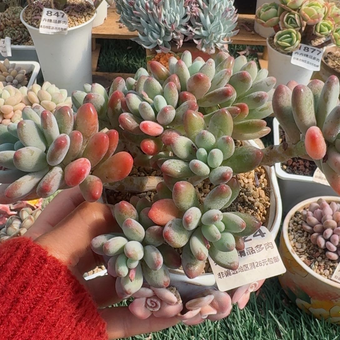 1824一物一拍（满28包邮