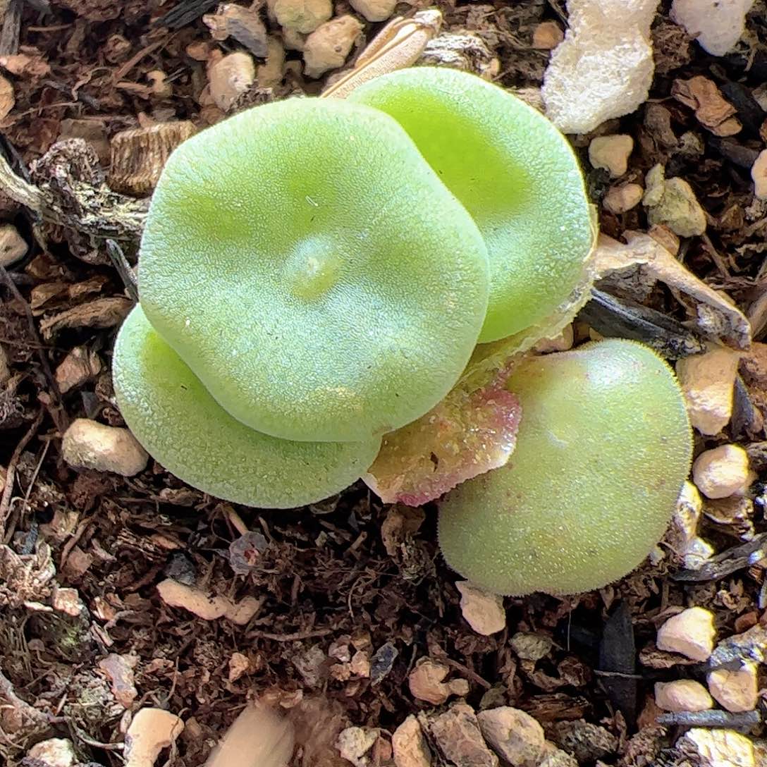 【闪购商品】96 毛饼