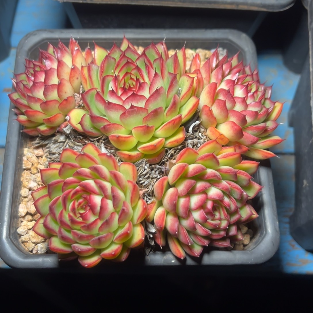 多肉老桩脱土发货