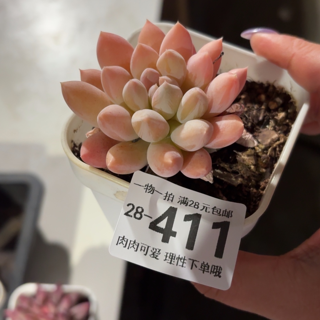 星空美人无盆土发货无