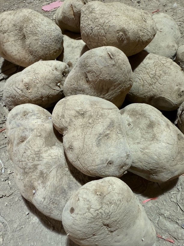 贵州威宁粉果洋芋黄皮白心马铃薯白粉果土豆高山洋芋