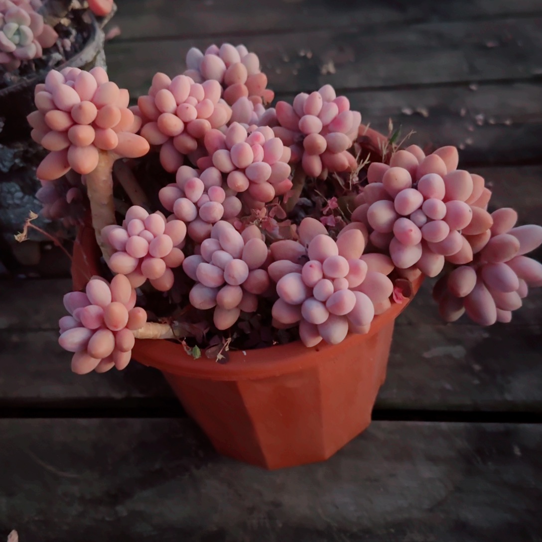 ****一多肉植物汤圆系列