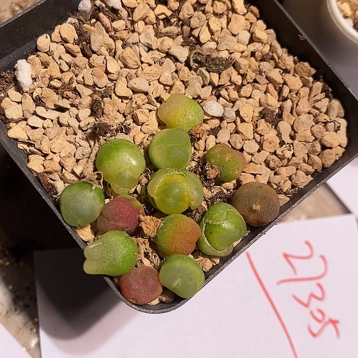 27305。  一组。 拉登。   