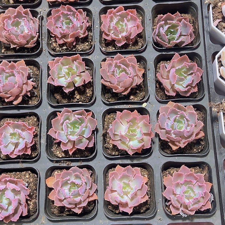 晚霞之舞精品多肉