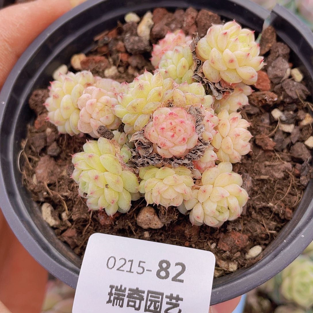 0000000000082一物一拍