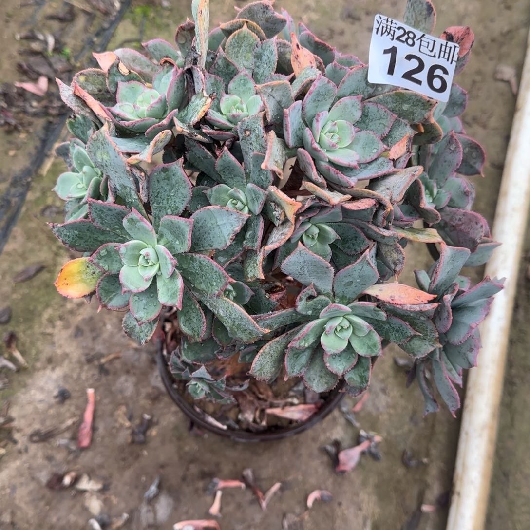 粉仙桃多肉126满28包邮断枝不包