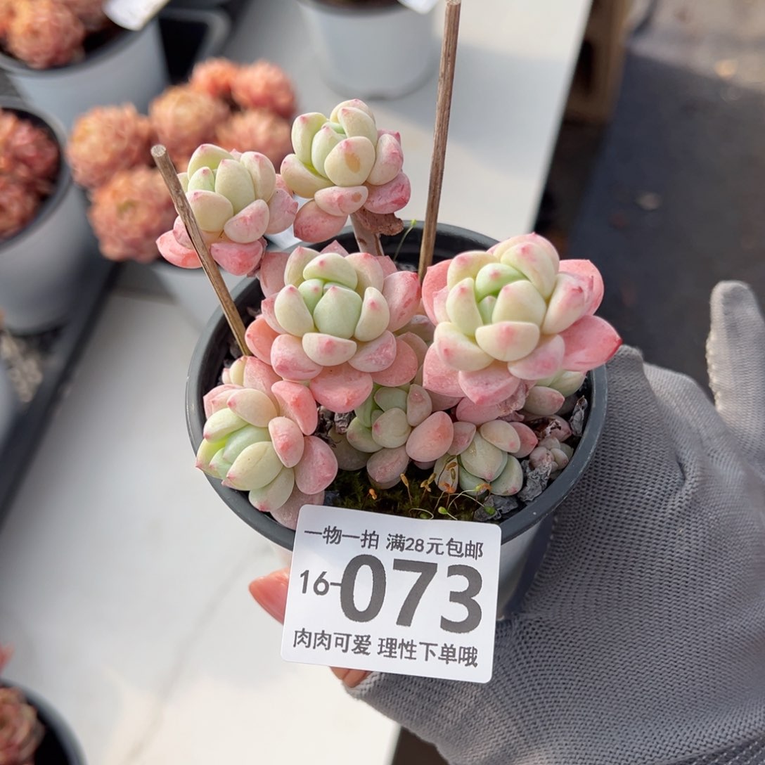 粉香水多肉多肉多肉