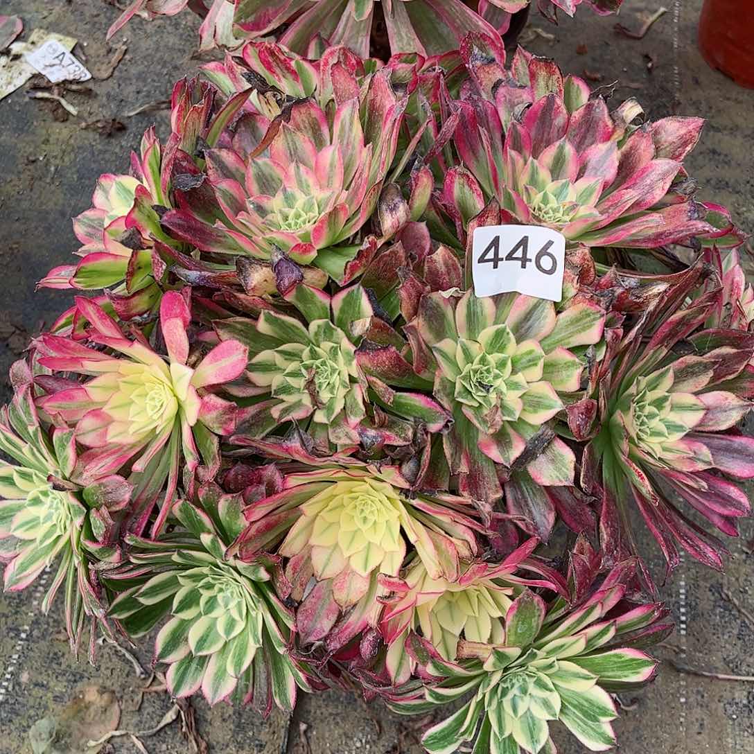 多肉植物天合446