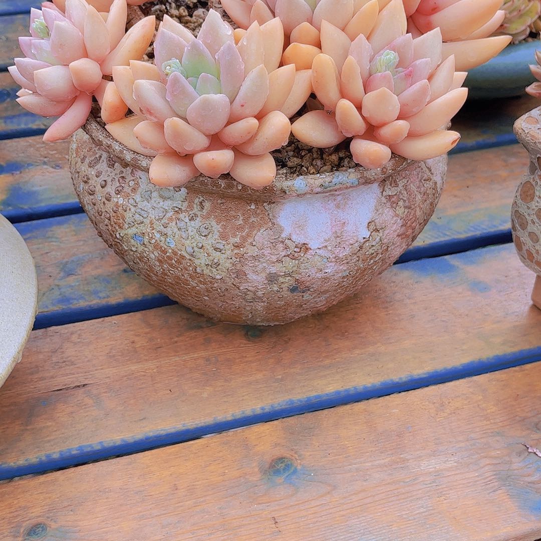 无*多肉植物保护研究所