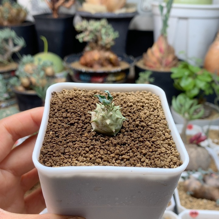 羊玉大戟母本带盆