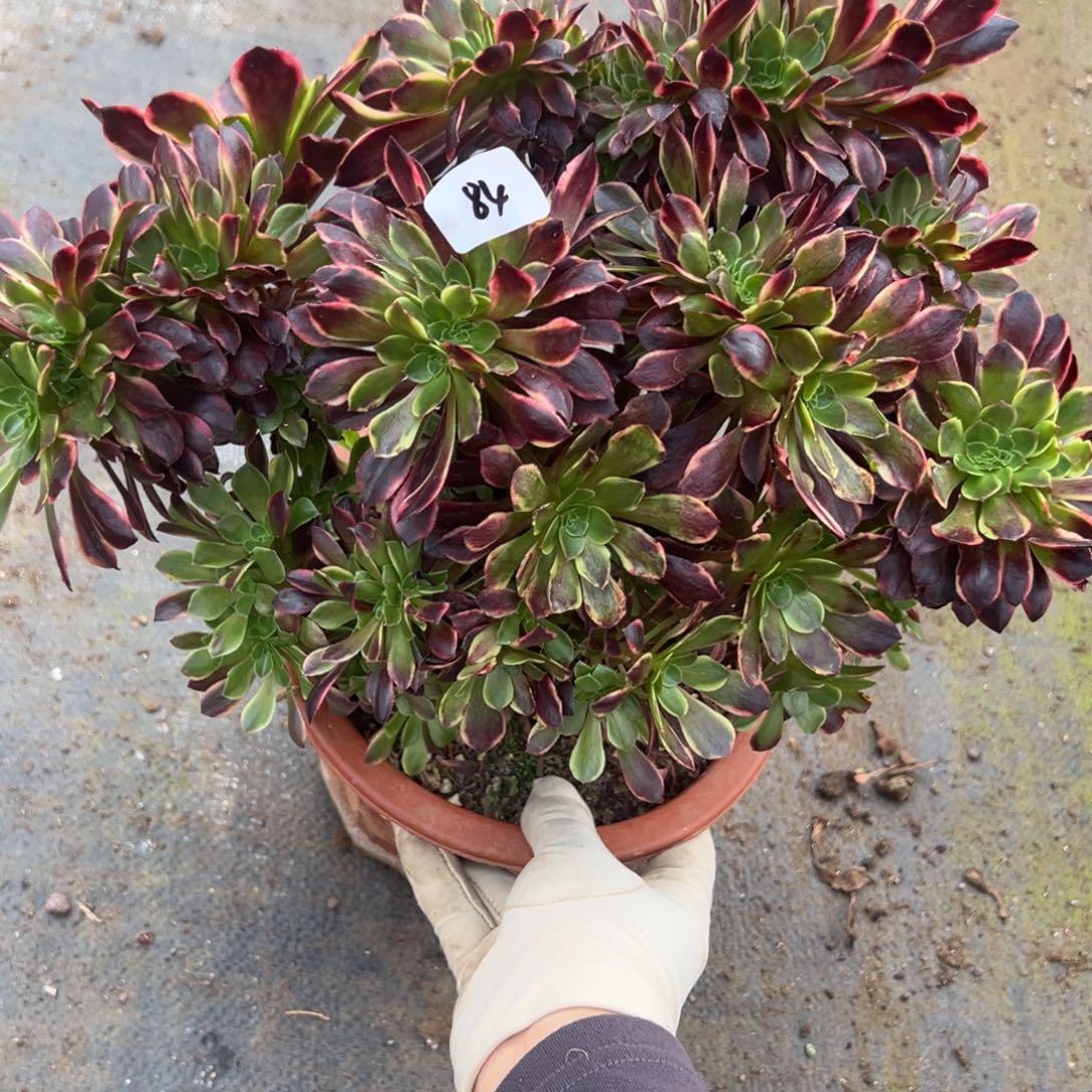 84欧嘉莉缀多肉椅子