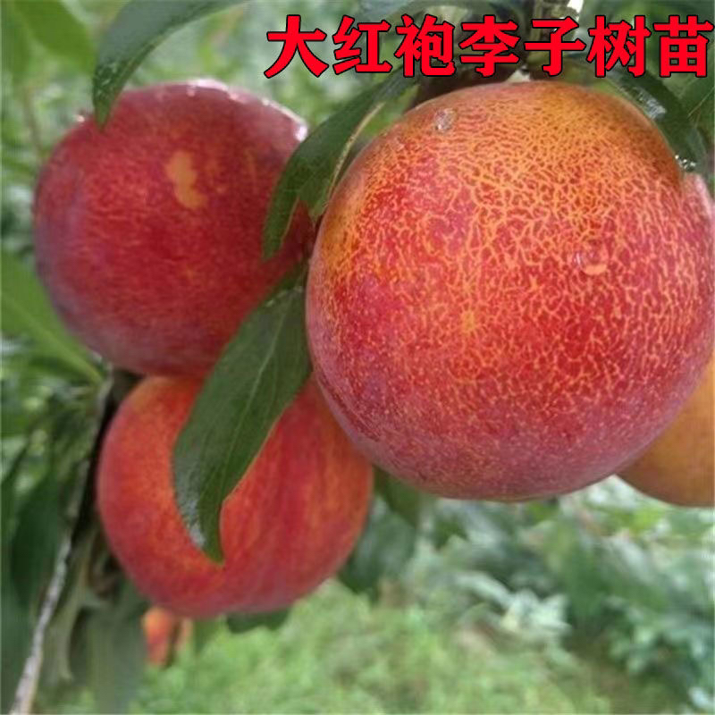 大红袍 蜂糖李子树苗 南方北方均可种植