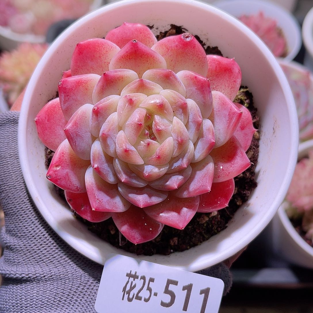 花25-511秘境冰魄