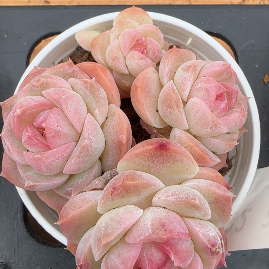 花语逸镜0208-232