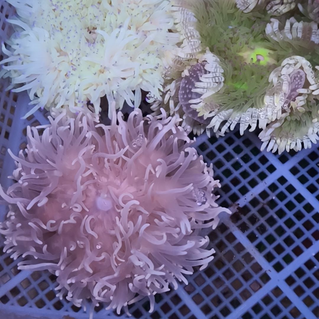 丫***祥海水鱼紫点白葵沙葵公主葵