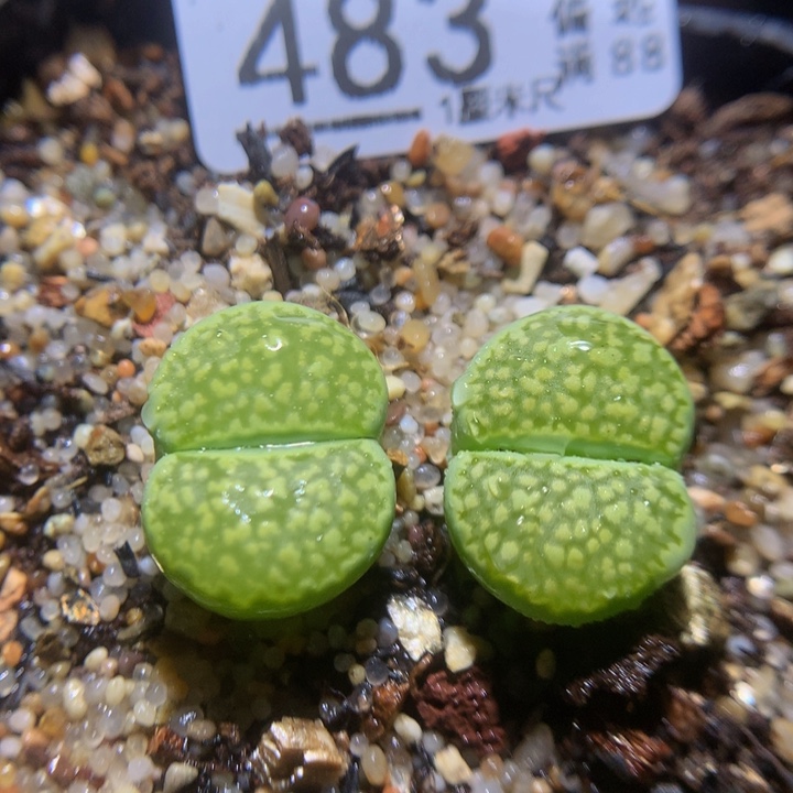 精品生石花115.483哈密瓜