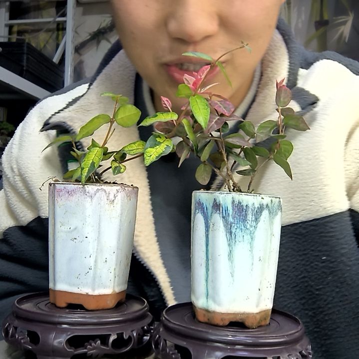 杨***乐中青园艺一物一拍花42