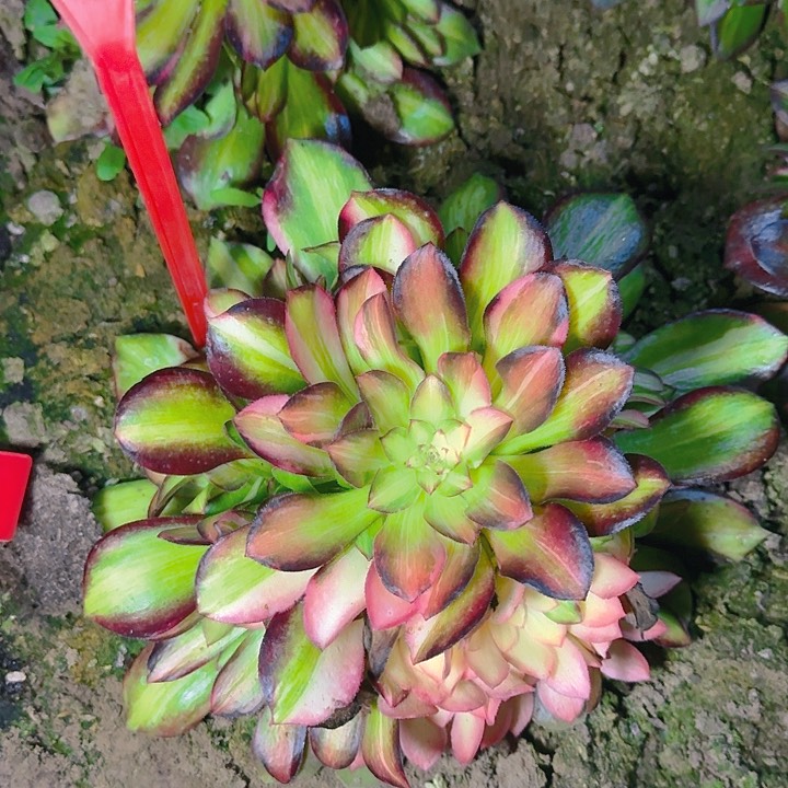 5-126流星雨多肉法师