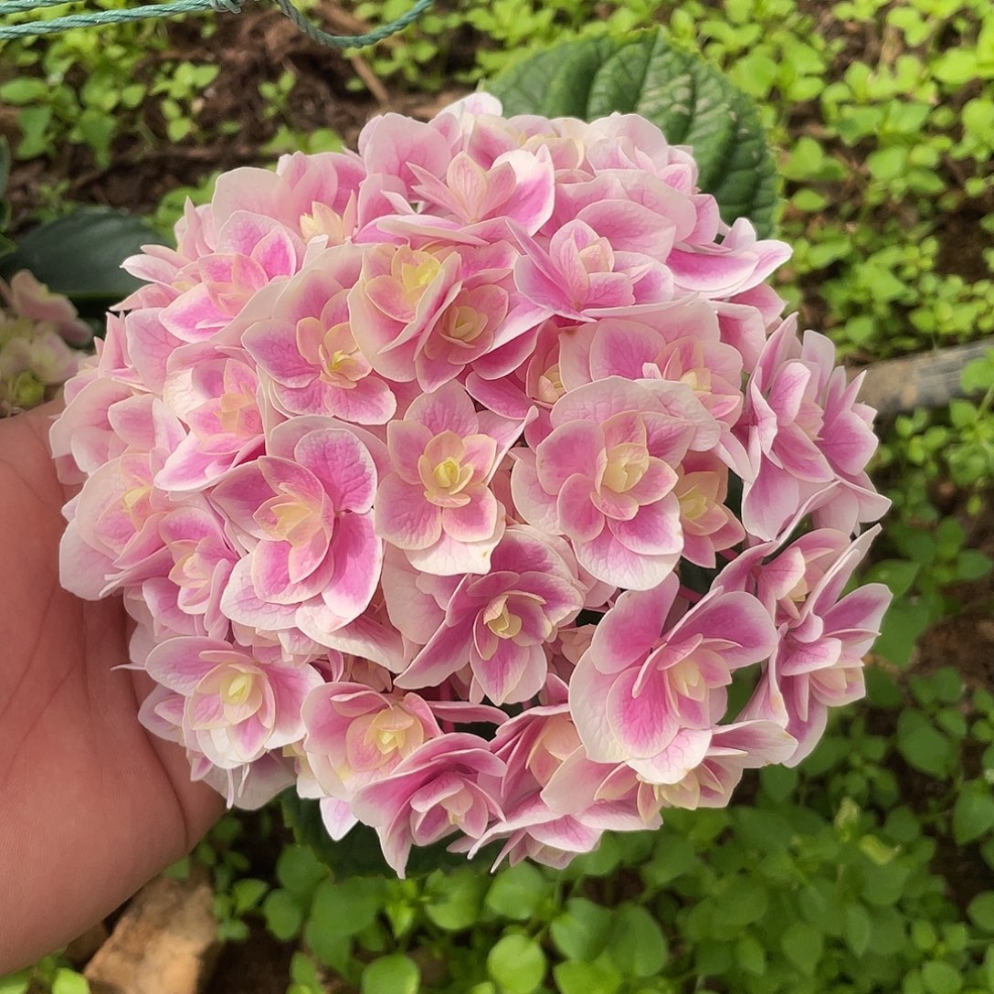 绣球切花一物一拍3枝起包邮，4