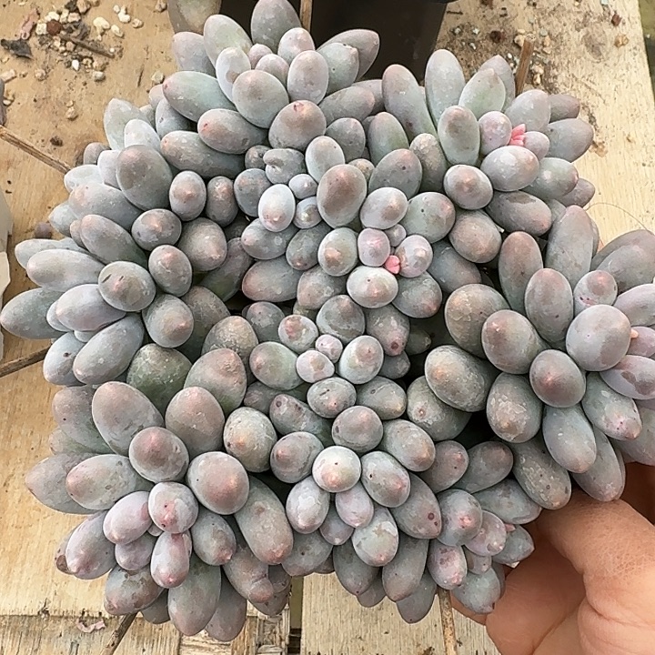 汤圆多肉植物的生长