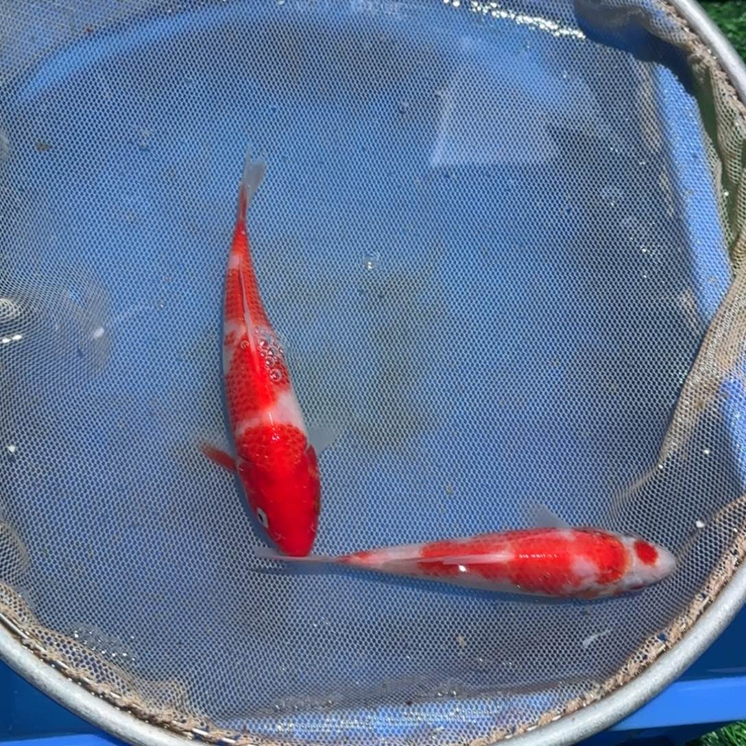 锦鲤锦鲤观赏鱼锦鲤