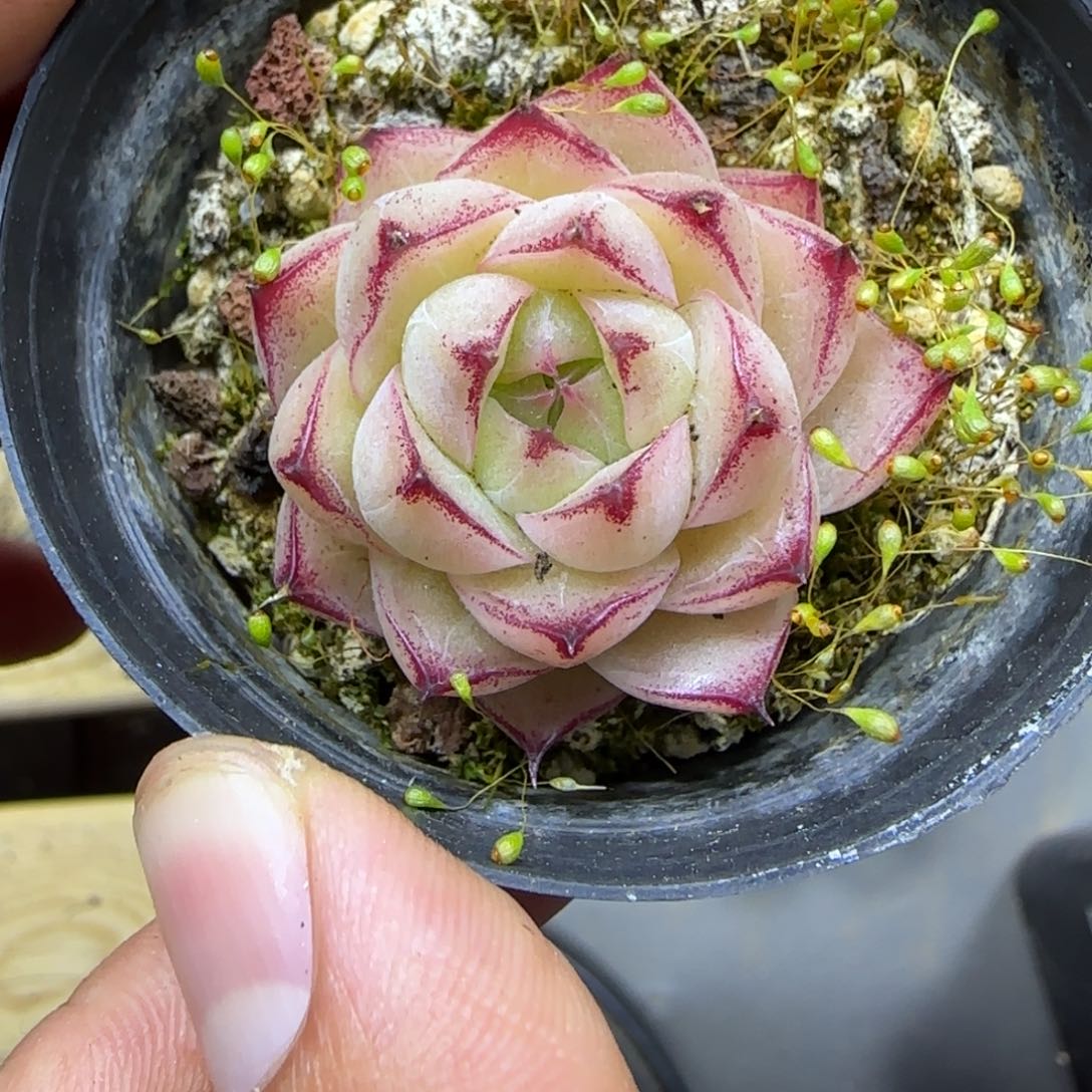 一物一拍麦秆11203