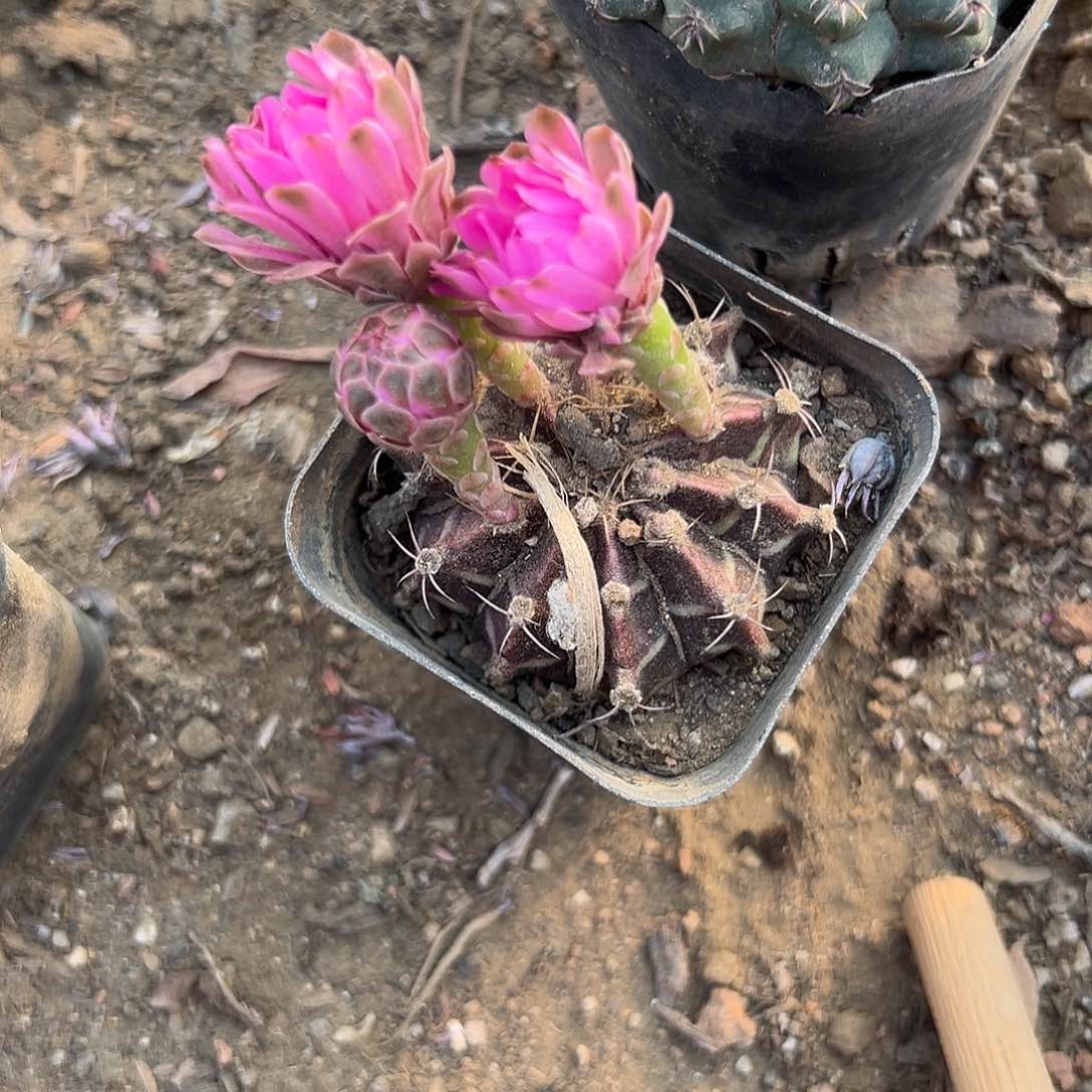 多肉植物丽蛇牡丹